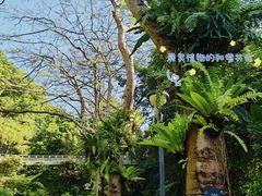 -深圳仙湖植物园