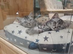 -藏猫猫咖啡主题馆(中央大道店)