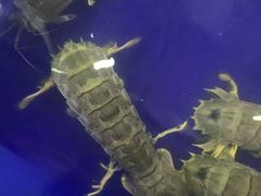 -班赞海鲜市场