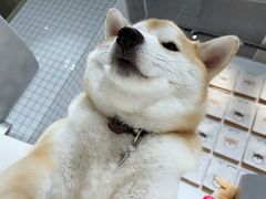 -柴务处·柴犬主题狗咖