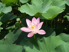 -西青郊野公园
