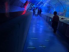 -太平洋海底世界