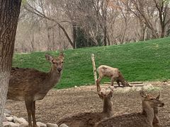 -北京野生动物园