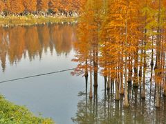 -白鹭湾湿地公园