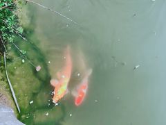 -鹅湖玫瑰文化园