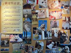 -翊宠yipet猫狗购宠庄园犬舍•猫舍