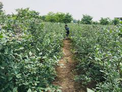 -金谷域澳洲庄园