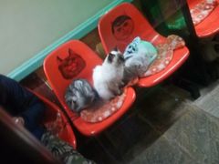 -猫咪博物馆(顶澳仔猫街店)