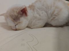 -张大师鸭爪爪特色干锅(南湖店)