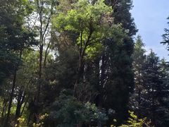 -昆明植物园
