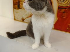 -共舞时光猫咖·狗咖(新街口店)