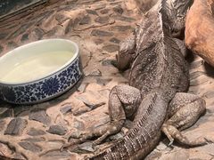 -上海大自然野生昆虫馆(东方明珠·爬宠昆虫探索中心)