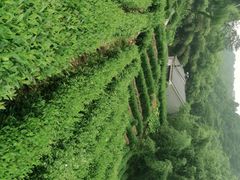 -龙井壹号·茶缘山景宴(龙井村店)