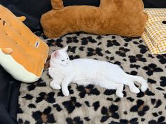 -瑞派·关忠动物医院·猫专科·犬专科(三环新城店)