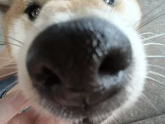 -柴犬高等学院·狗咖·柴犬售卖·宠物训练