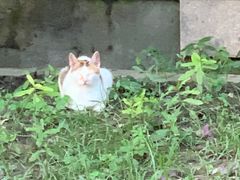 -徐家汇天主堂