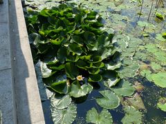 -莲湖公园
