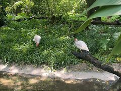 -广州长隆飞鸟乐园