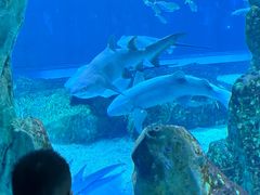 -海合安成都极地海洋公园