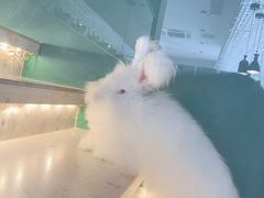 -飞行喵MR PILOT|猫舍·猫咖(静安大融城店)