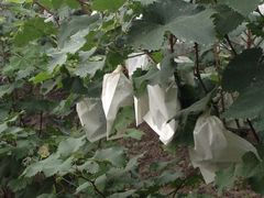 -马陆小张葡萄园农家乐