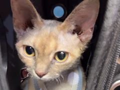 -中农大我爱我爱24h动物医院·中医针灸·猫专科·骨科医疗中心(双井店)