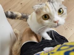 -Bastet sally猫舍购宠(静安店)