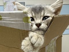 -中农国际动物医院24小时·猫科·骨科·急重症中心