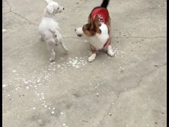 -宠物之家Pets Home 宠物寄养酒店