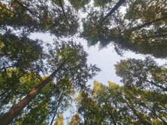 -黄海国家森林公园