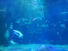 -石家庄海洋公园