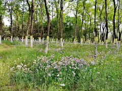 -大兴滨河森林公园