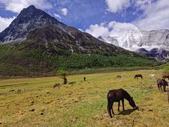 -稻城亚丁景区-冲古草甸