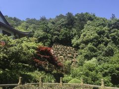 -十八棵（老龙井）御茶园(老龙井店)