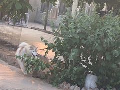 -北京京卫宠物寄养训练中心