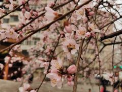 -桃花堤公园