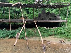 -西双版纳原始森林公园