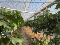 -马陆小张葡萄园农家乐