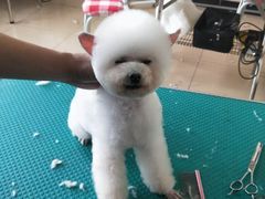 -优缇多格专业宠物美容师培训学校