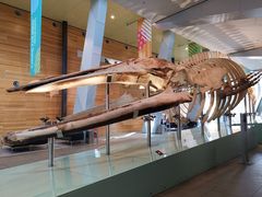 -墨尔本博物馆(Melbourne Museum)
