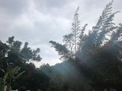 -野象谷景区