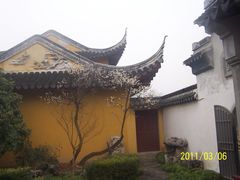 -香雪海