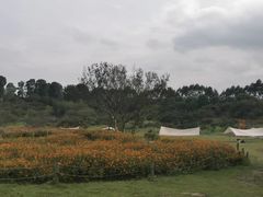 -秀丽东方