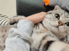 -美联众合宠物医院·爱萌分院·内外科·猫科中心