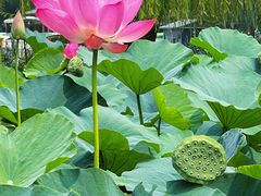 -莲花池公园