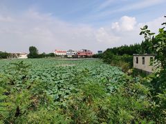 -日照海滨国家森林公园