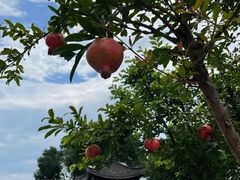 -东梓关景区村庄