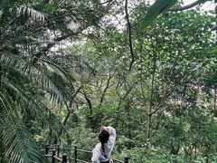 -银湖山郊野公园-相思林