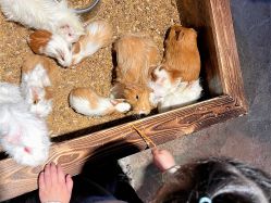 -酷嗒动物文化乐园(cutezoo西溪乐天城店)