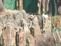 -大连森林动物园熊猫馆纪念品商店